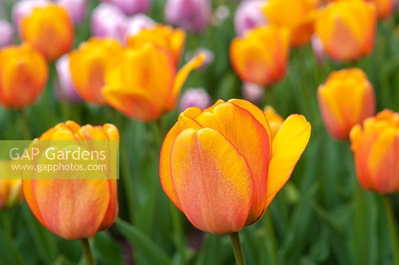 Tulipa ' Blushing Apeldoorn' 