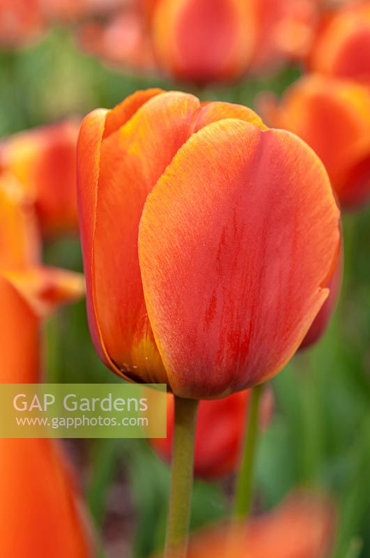 Tulipa 'Apeldoorn Elite'