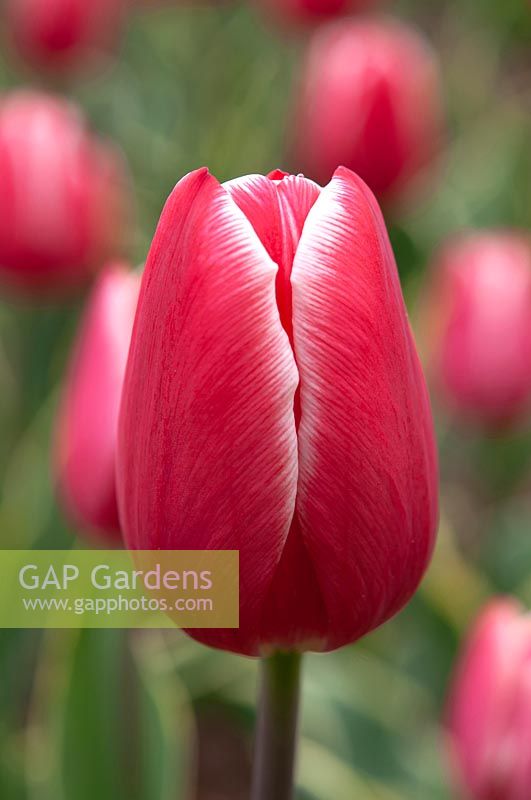 Tulipa 'Charmeur' 