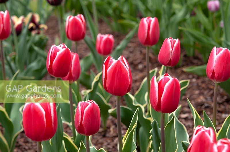 Tulipa 'Charmeur'