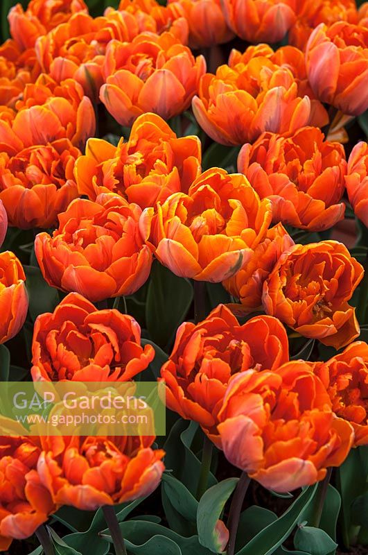 Tulipa 'Orange Princess' 