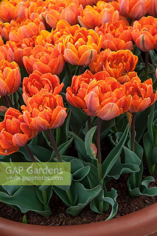 Tulipa 'Orange Princess' in terracotta pot