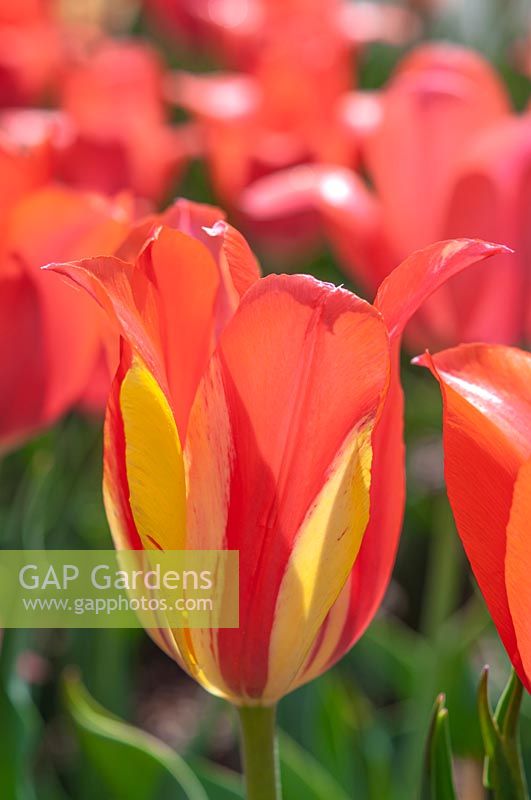Tulipa 'Temple of Beauty' 