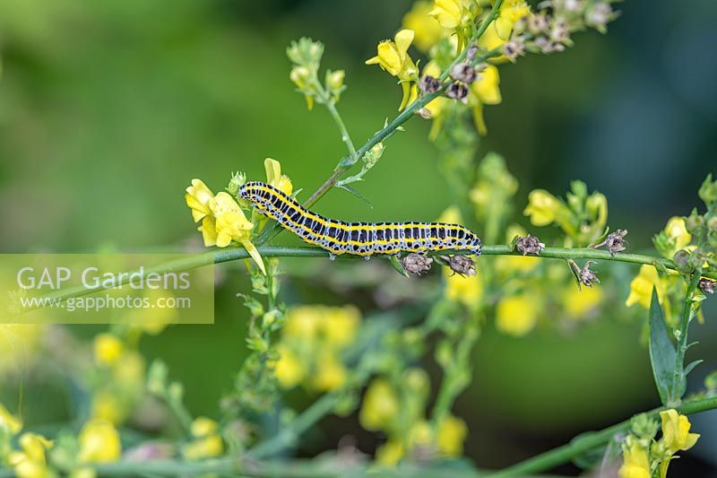 Calophasia lunula - Toadflax Brocade moth caterpillar on branch