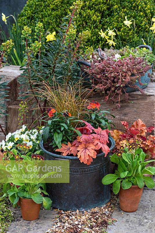 Vintage copper and terracotta pots filled with perennial wallflowers, Polyanthus, Heucherella 'Sweet Tea',  Violas and orange sedge.