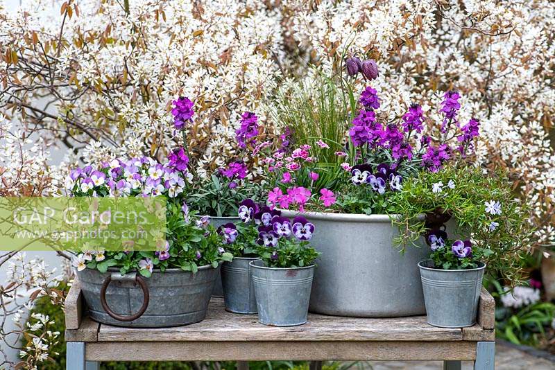 Set against a backdrop of Amelanchier blossom, aluminium preserving plan planted with Erysimum 'Bowle's Mauve', Stipa tenuissima, snake's-head fritillary, Viola 'Mickey', moss Phloxes, and Dianthus 'Pink Kisses' with metal pots of annual violas.