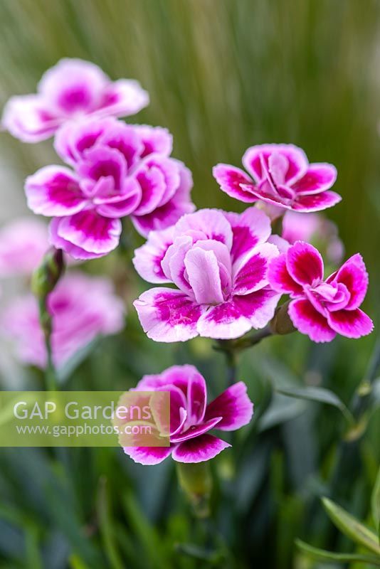 Dianthus 'Pink Kisses' - pot Carnation