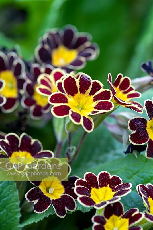 Polyanthus 'Victoriana Gold Lace', Gold Laced Group, semi-evergreen perennials, April.