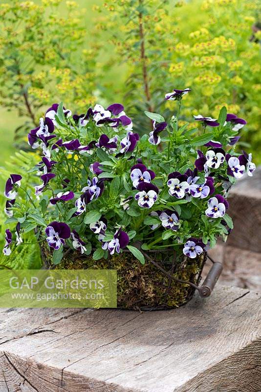 Viola 'Mickey' planted in moss-lined wire basket planted 