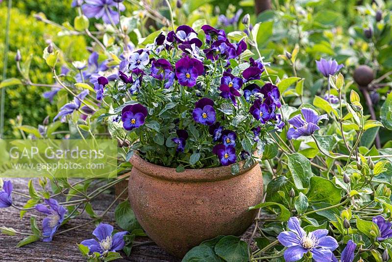 Viola 'Denim' in  earthenware pot surrounded by Clematis 'Arabella',