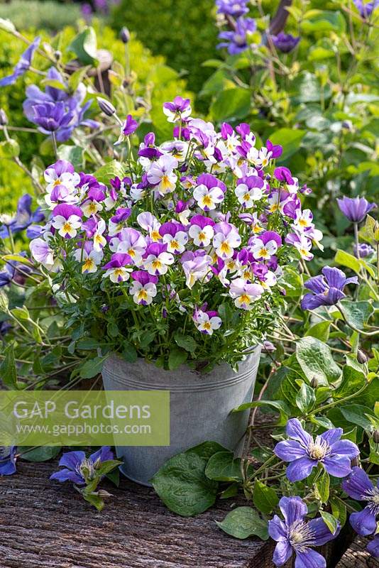 Viola 'Sorbet Pink Wing' in a galvanised metal bucket container surrounded by Clematis 'Arabella' in May