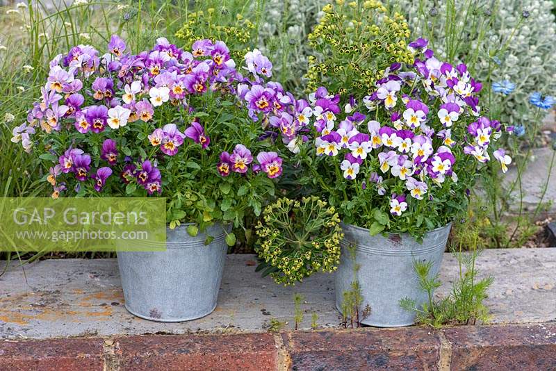 Viola Sorbet Series and Viola 'Sorbet Pink Wing' planted in old metal buckets in May, spring.