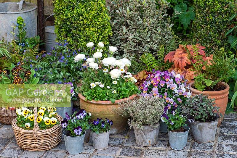 Display of containers with Ranunculus asiaticus 'Aviv White', violas, polyanthus and herbs, April