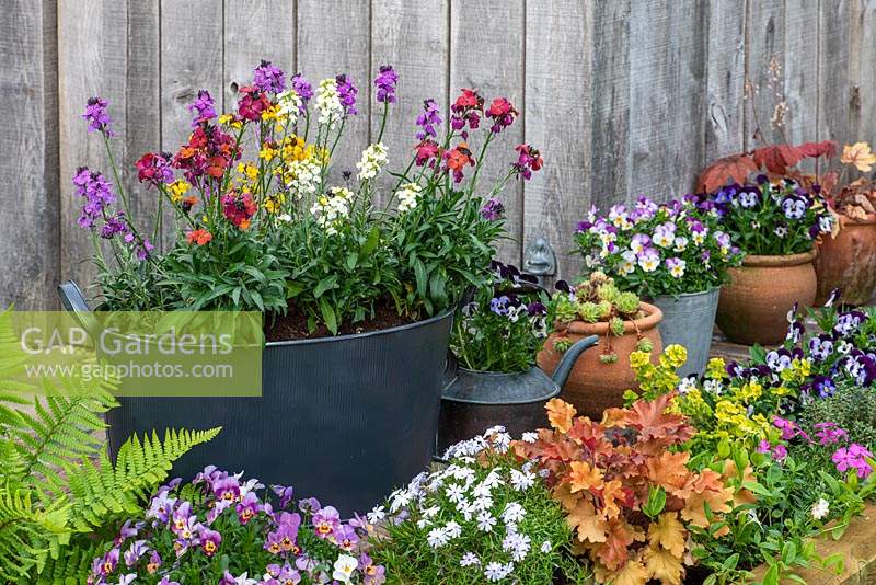 Colourful spring container display - large planter of Erysimum varieties 