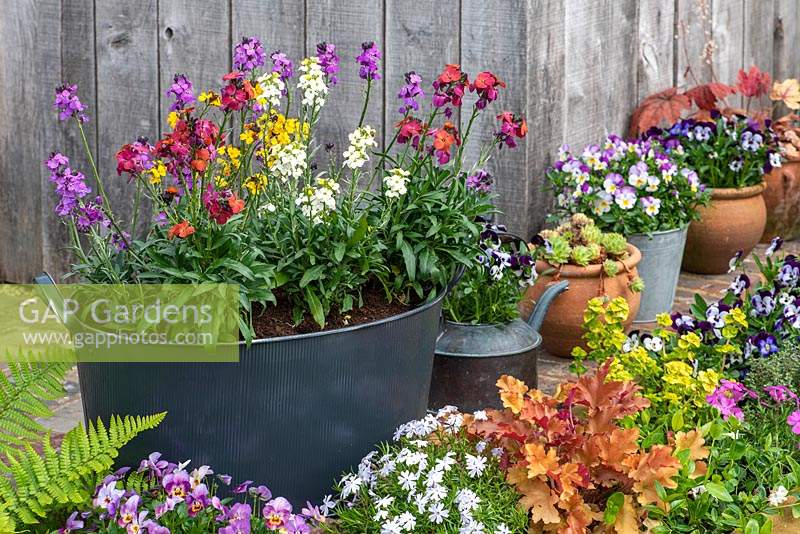 A garden planter with different varieties of perennial wallflowers: Erysimum 'Bowles Mauve', 'Rysi Moon Cream', 'Winter Orchid' and 'Yellow Erysistible'. Pots of violas alongside.