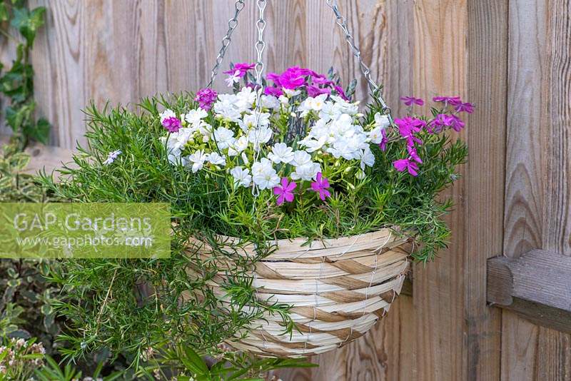 Hanging basket planted with Lewisia cotyledon 'Elise White', edged in trailing moss phlox 'McDaniel's Cushion' and 'Emerald Cushion Blue', sea pinks, and Dianthus 'Aztec Star'.