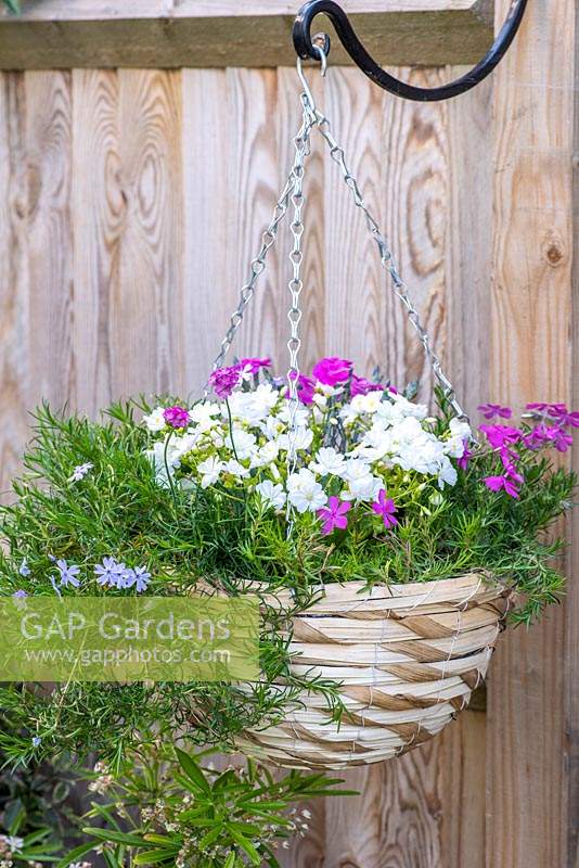 Hanging basket planted with Lewisia cotyledon 'Elise White', edged in trailing moss phlox 'McDaniel's Cushion' and 'Emerald Cushion Blue', sea pinks, and Dianthus 'Aztec Star'.