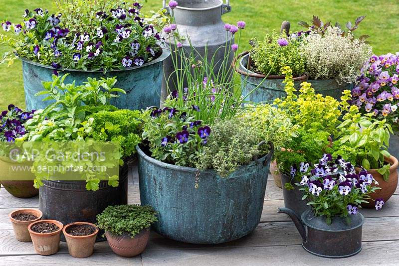 Spring container display - Central copper pot planted with chives, thyme, oregano and violas, May.