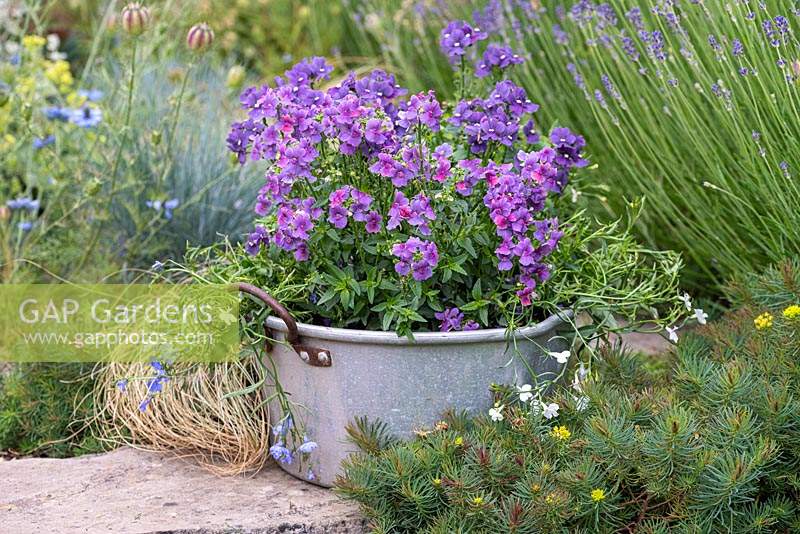 Nemesia 'Mirabelle' in a salvaged metal container