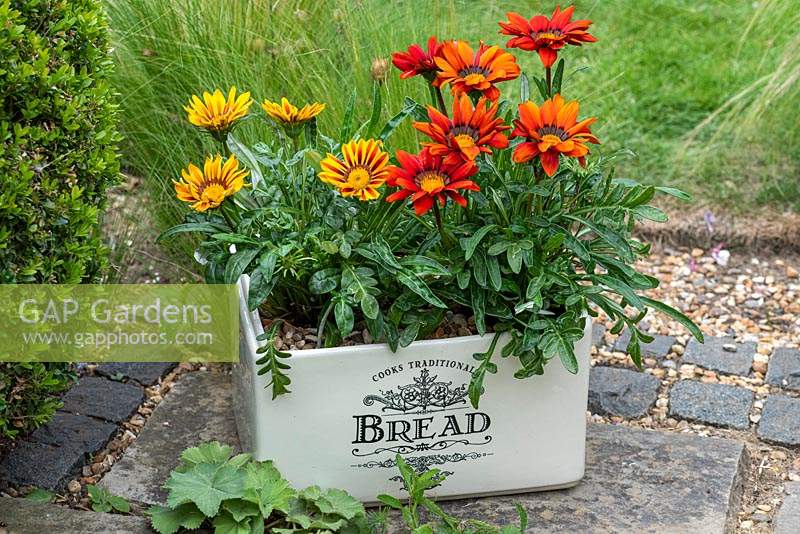 A ceramic bread bin planted with Gazania 'New Day Mixed'
