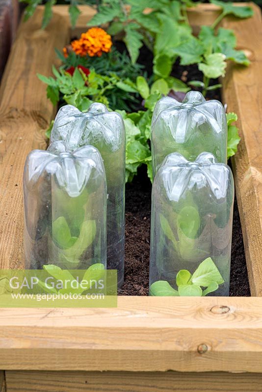 Newly planted out Lettuce 'Little Gem' seedlings, protected from overnight chill with improvised cloches made from plastic 2-litre soft drink bottles.