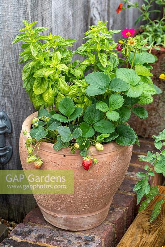 Terracotta pot planted with basil and strawberries