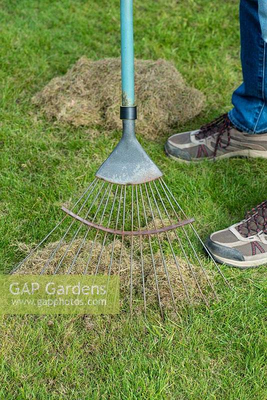 Scarifying lawn with a wire rake to remove moss and dead grass