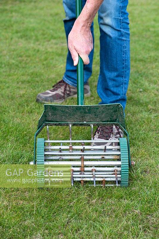 Aerating the lawn with an aerator to allow air, fertiliser and water to reach the roots