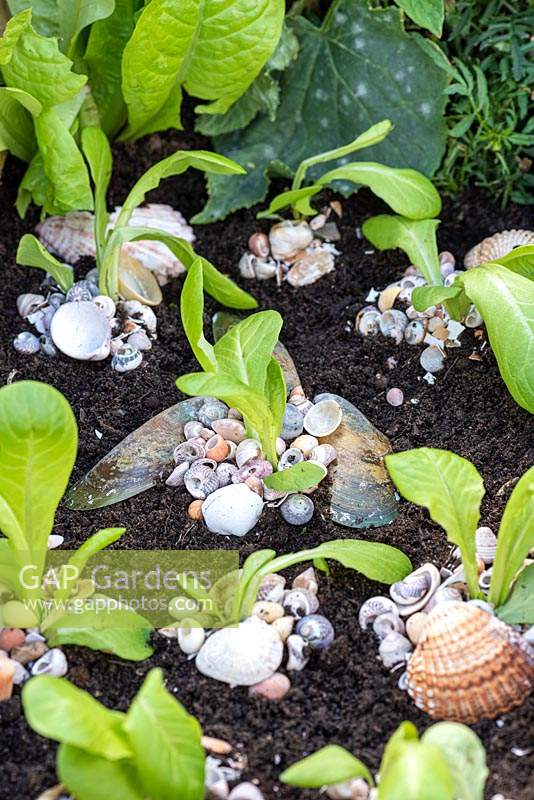 Sea shells around lettuce providing a natural and attractive deterrent to keep slugs and snails away