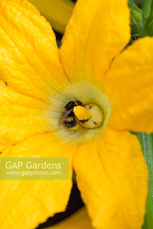 A bee in the flower of Courgette 'Gold Rush'.