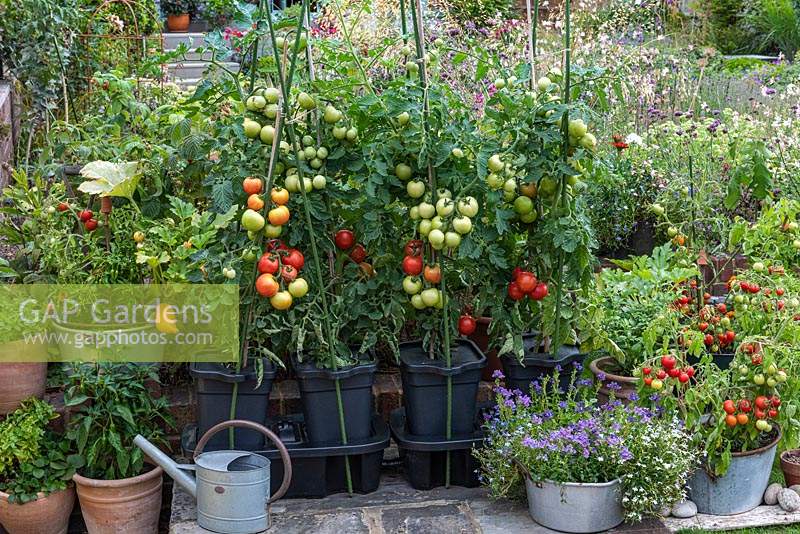 Moneymaker tomatoes planted in Quadgrow Self-Watering planters