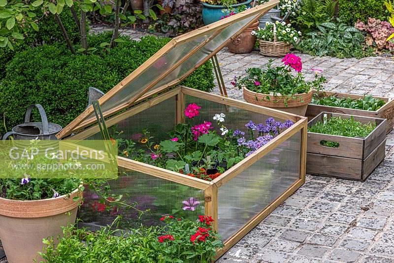 A cold frame filled with summer bedding plants.