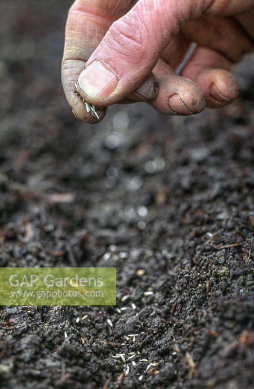 Gardener sowing seed
