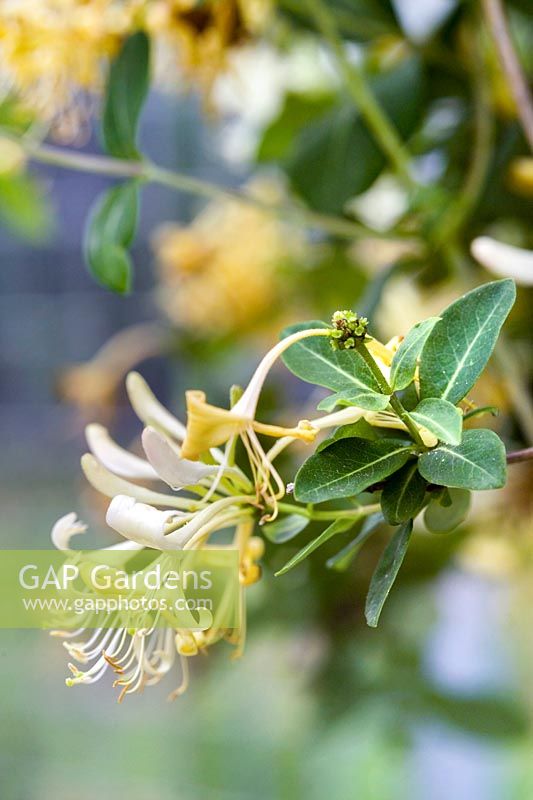 Lonicera periclymenum 'Graham Thomas' - Honeysuckle - yellow flowers with foliage
