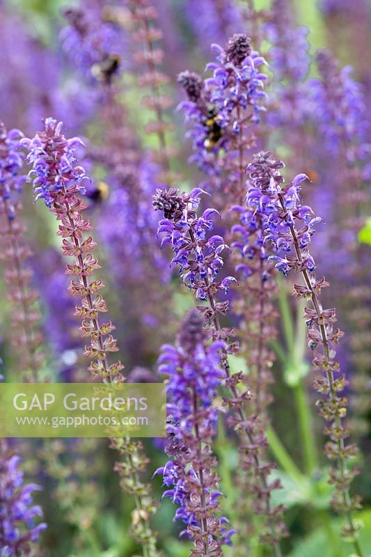 Salvia 'Mainacht' with Bumblebees