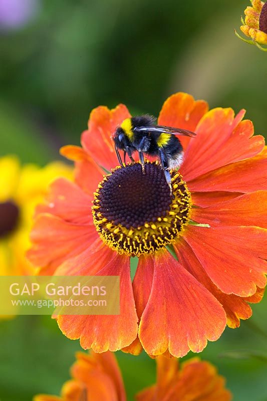 Helenium 'Moerheim Beauty' - Helen's flower - with Bumble Bee