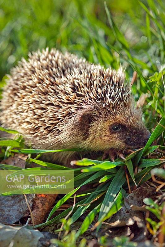 Hedgehog - Erinaceus europaeus - on grass