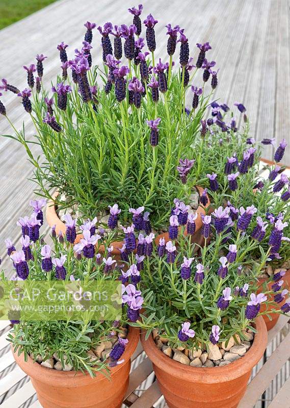 Terracotta containers planted with flowering French lavender varieties: Lavandula stoechas 'Provencal', Lavandula stoechas 'Lilac Wings' and Lavandula stoechas 'Regal Splendour'