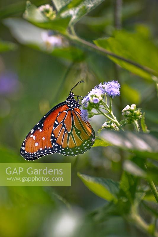 Monarch butterfly - Danaus plexippus - on flower 