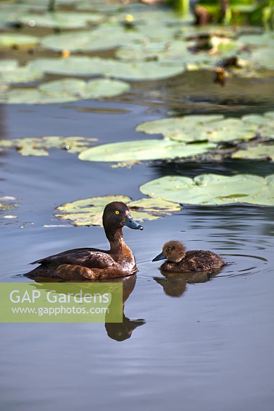 Tufted duck - Aythya fuligula - and duckling on water 