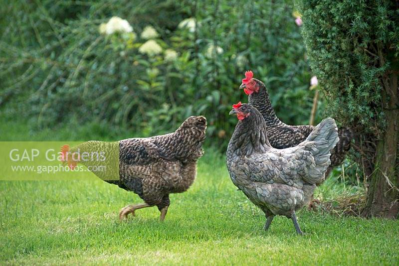 Speckled Chickens on grass lawn