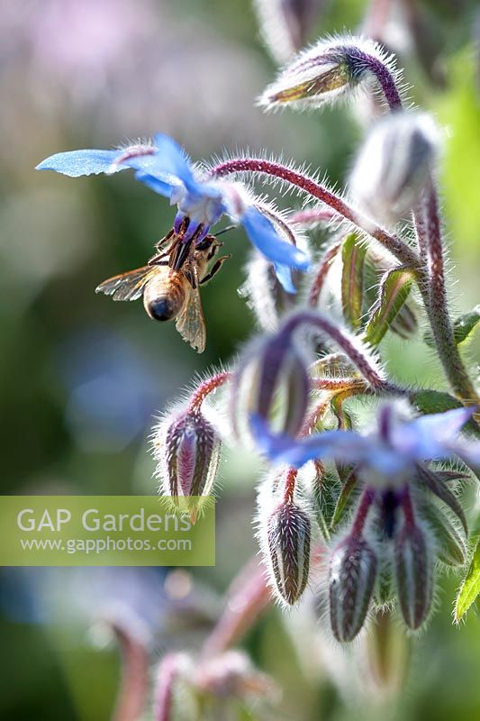 Borago officinalis - Borage - flowers and Honey Bee
