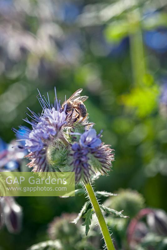 Phacelia tanacetifolia - Fiddleneck - flowers with Honey Bee
