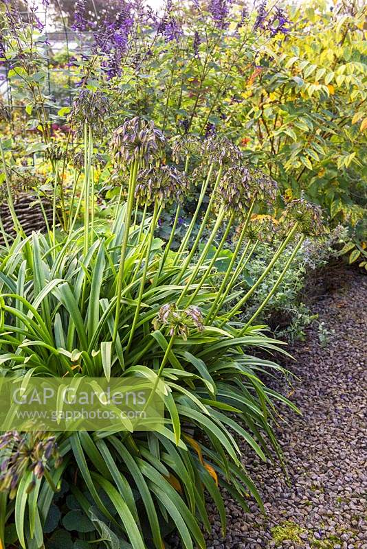 Autumn border with Agapanthus seed heads