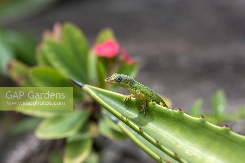 Barbados anole - Anolis extremus - on Agave stem