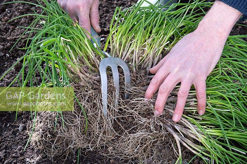 Gardener using a hand fork to divide Chives