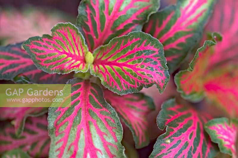 Fittonia - red