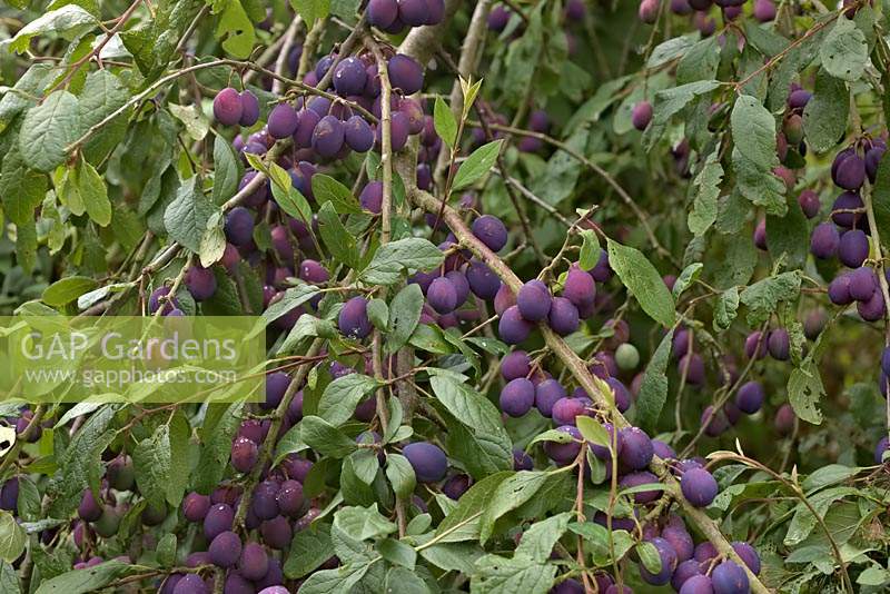 Prunus insititia 'Merryweather Damson' a heavy crop of almost ripe fruit