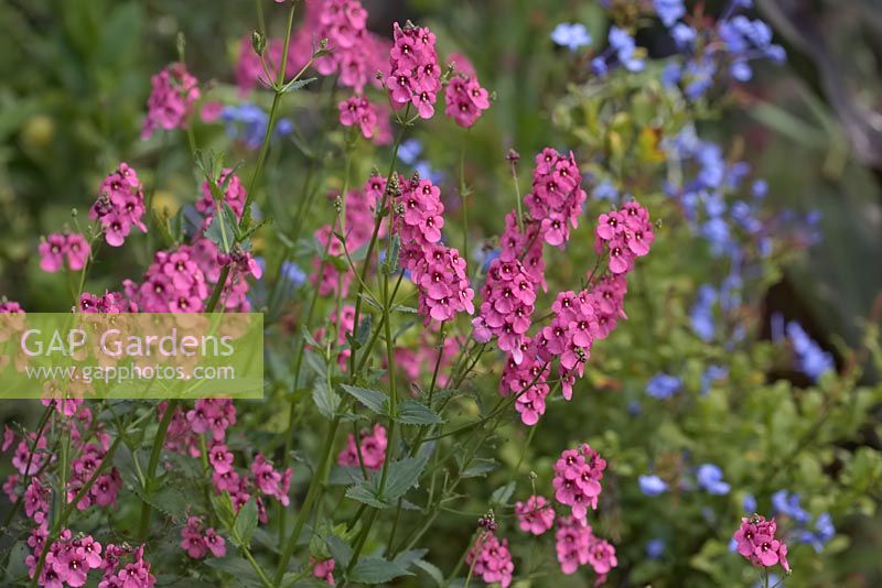 Diascia personata with with Plumbago auriculata 'Crystal Waters'