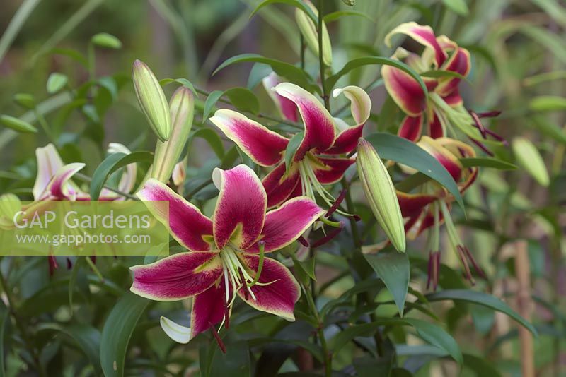 Lilium 'Scheherazade' - Oriental Lily
